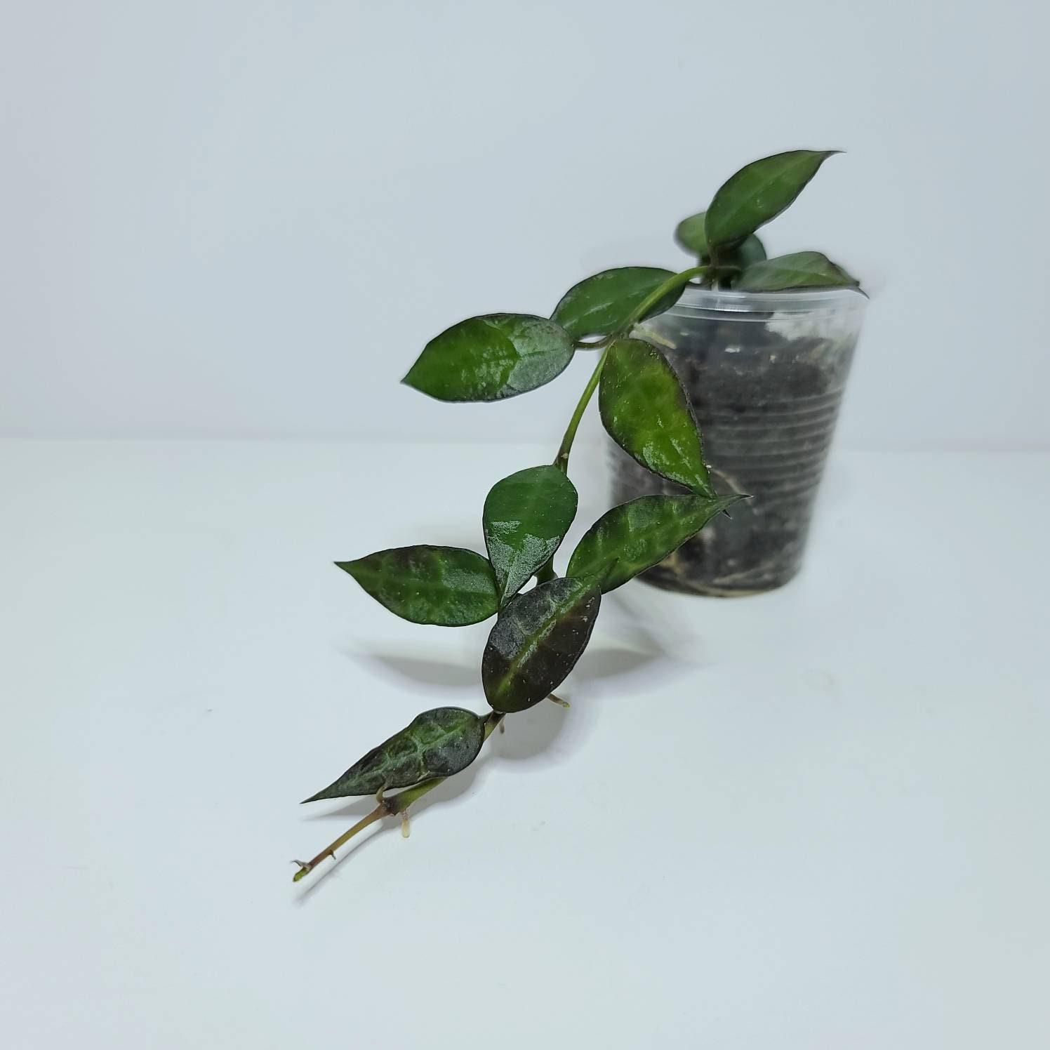Hoya Poland - Etsy