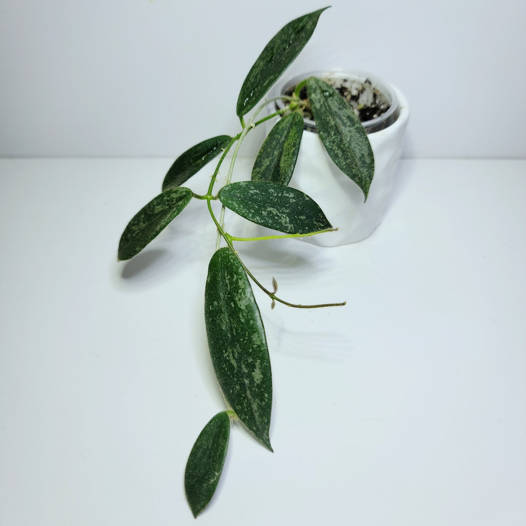 Hoya Thomsonii White - Etsy