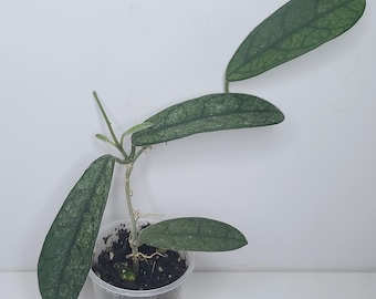 Hoya Lyi NOID UNROOTED Cutting - Etsy