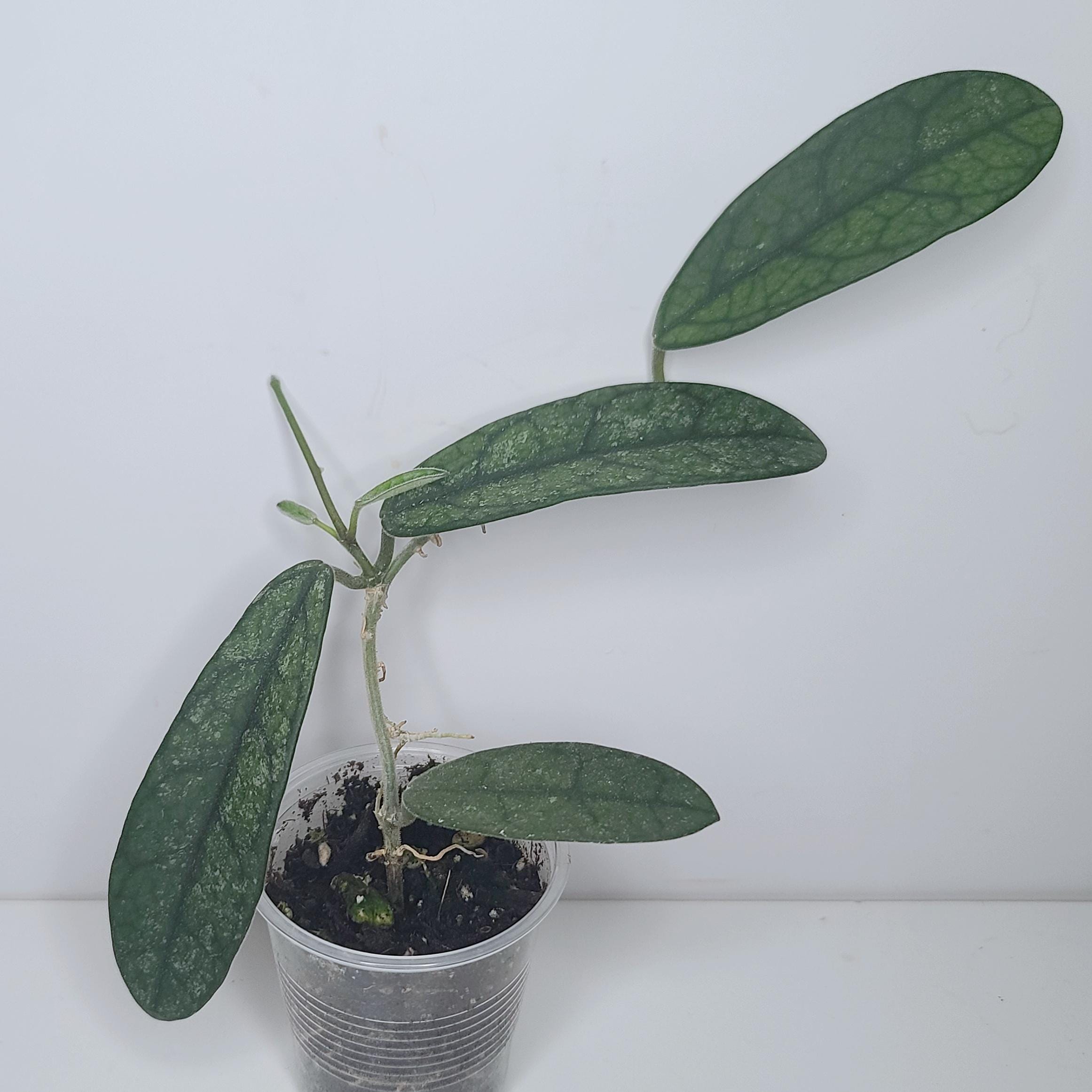 Hoya Lyi Noid - Etsy