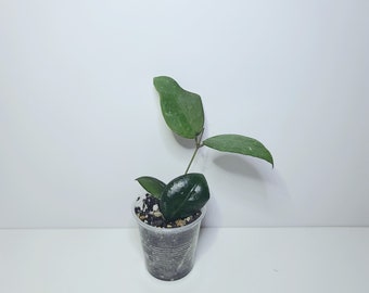 Hoya Polyneura With Splash - Etsy