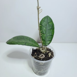 Hoya kalteng kalimantan