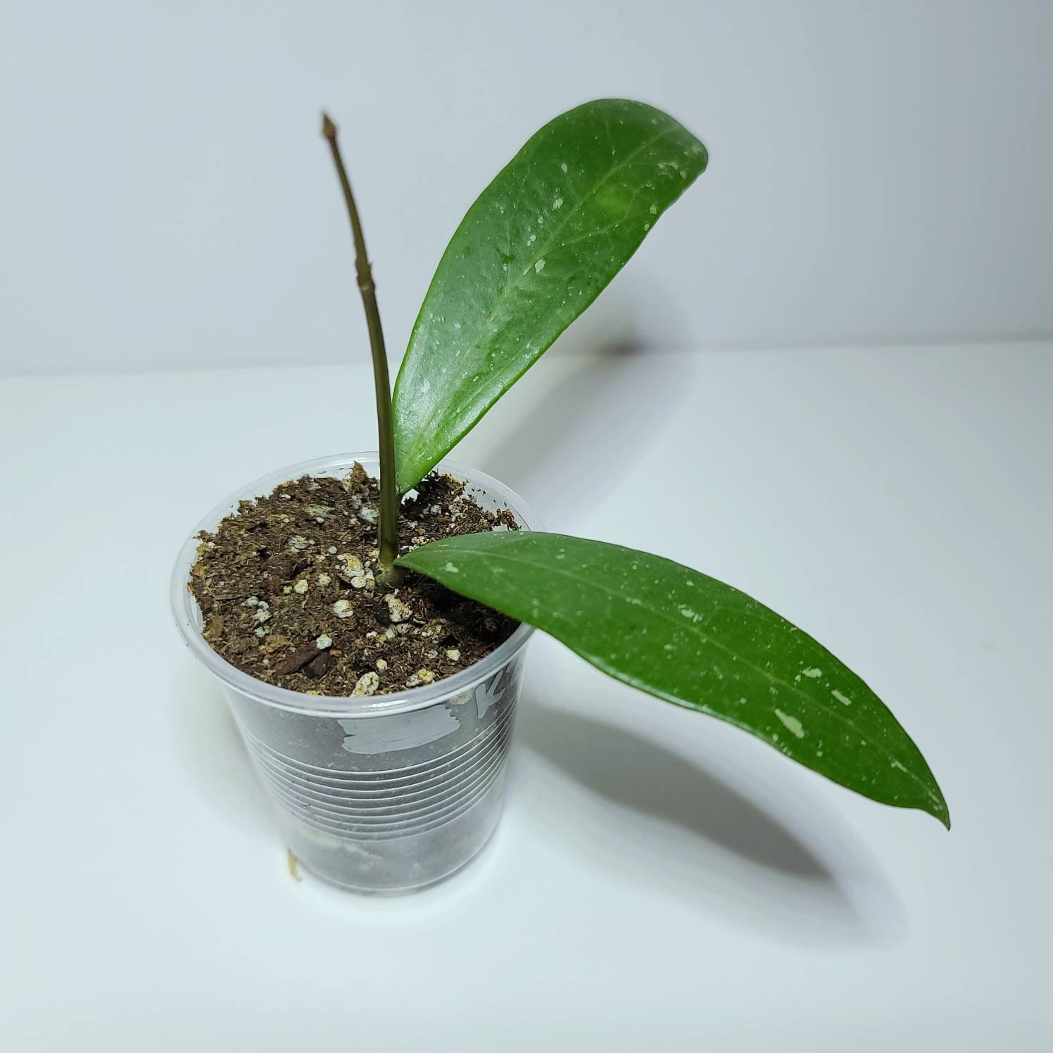 Hoya Poland - Etsy