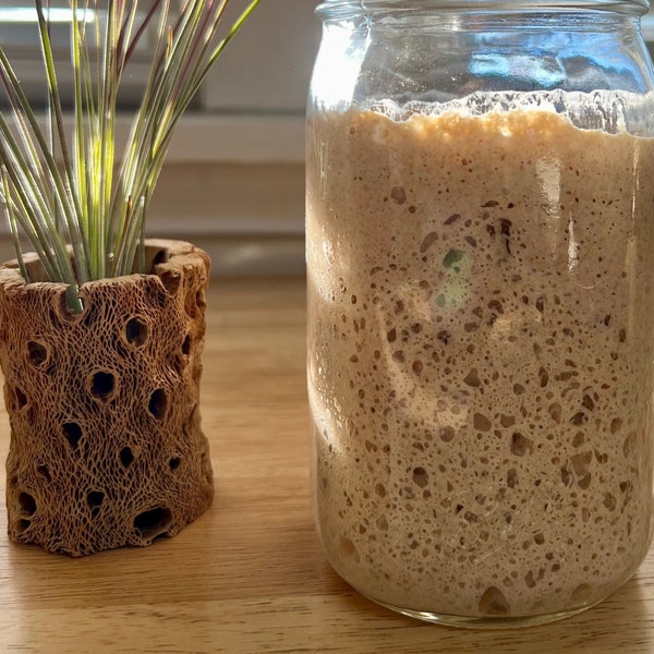 FRESH Organic Whole Wheat Sourdough Starter Active 45g/1.5oz Live Wet Liquid with 16oz Ball Glass Mason Jar(Not Dried)+1st feed Kit MWW