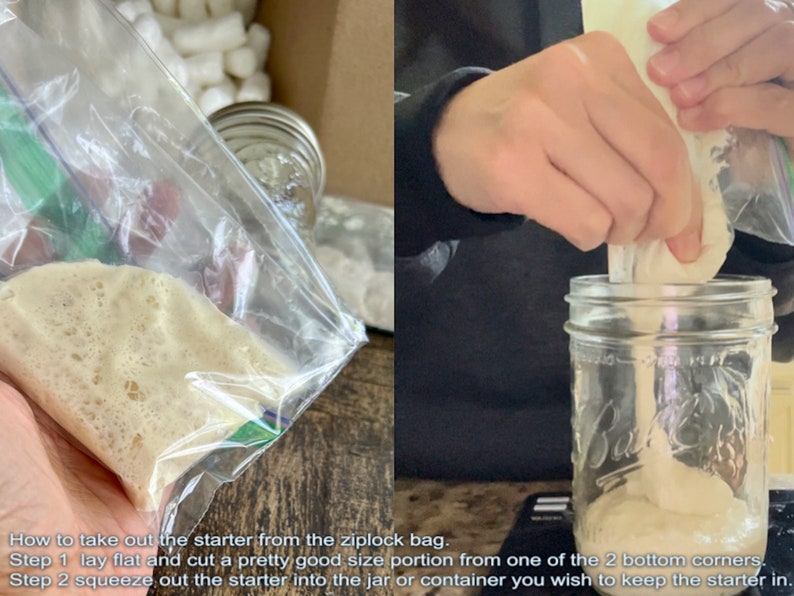 May include: A clear ziplock bag containing a light beige starter is being squeezed into a glass jar. The text on the image reads: How to take out the starter from the ziplock bag. Step 1 lay flat and cut a pretty good size portion from one of the 2 bottom corners. Step 2 squeeze out the starter into the jar or container you wish to keep the starter in.