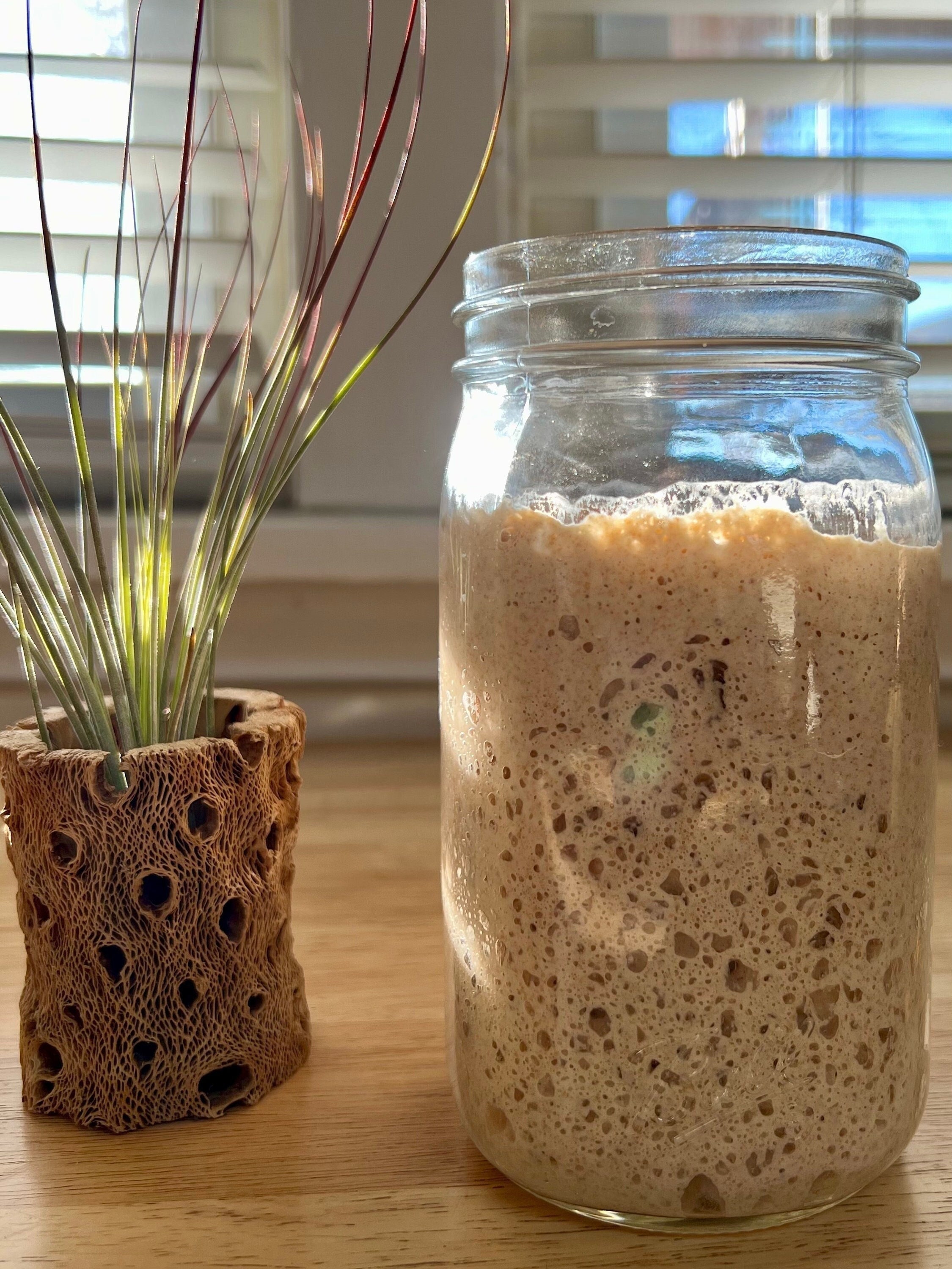 FRESH Organic Whole Wheat Sourdough Starter Active 45g/1.5oz Live Wet Liquid with 16oz Ball Glass Mason Jar(Not Dried)+1st feed Kit MWW