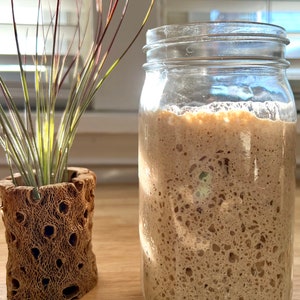 May include: A clear glass jar filled with a bubbly, light brown mixture, likely a sourdough starter. Beside it, a small air plant sits in a decorative, porous wooden pot. The scene is lit by natural light.