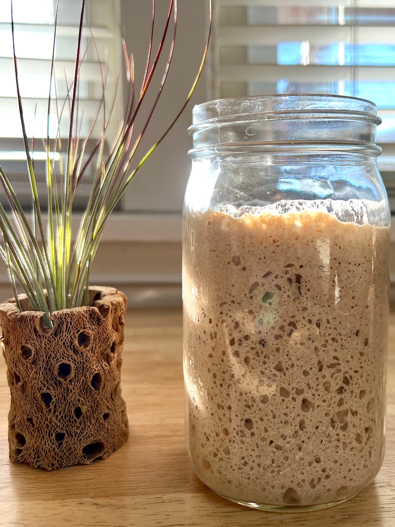 May include: A clear glass jar filled with a bubbly, light brown mixture, likely a sourdough starter. Beside it, a small air plant sits in a decorative, porous wooden pot. The scene is lit by natural light.