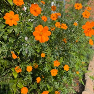 Abundant wispy Cosmos Flower Seeds -50qty