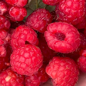 May include: A close-up shot of a collection of fresh raspberries. The berries are a deep red hue, with a textured surface and a slightly fuzzy appearance. Some green leaves are visible amongst the fruit.