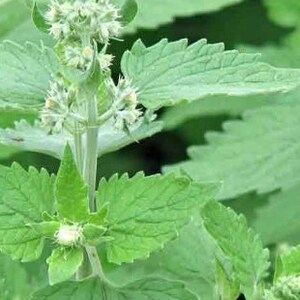 Sementes de Catnip - Erva Perene - Mais de 100 Sementes - Ótimo presente para o seu gato - Envio por carta