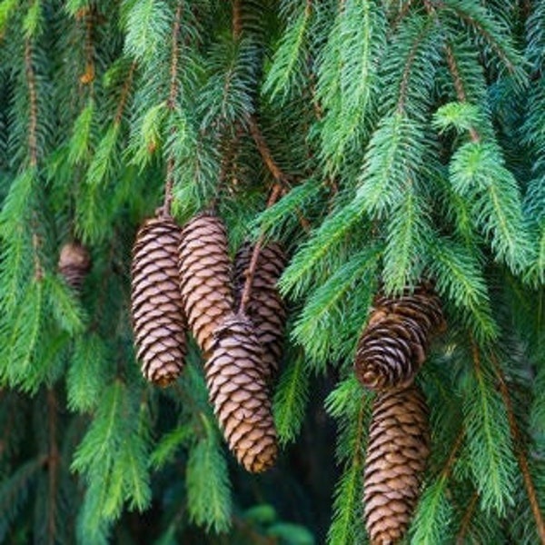 Norway Spruce Seeds (Picea abies) - Zone 3 - 40+ Seeds