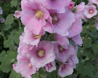 Peut inclure: Gros plan sur des fleurs de rose trémière roses. Les pétales sont d'un rose tendre avec des centres plus foncés et des étamines jaunes. Les fleurs se détachent sur un fond de feuilles vertes.