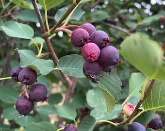 Thiessen Saskatoon - Serviceberry (Amelanchier alnifolia) - Tree Seeds - 30+ Seeds