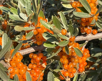 Silver Buffaloberry (Shepherdia argentea) - Rare Yellow Fruit Variety - Hardiness Zone 3 - 50+ Seeds