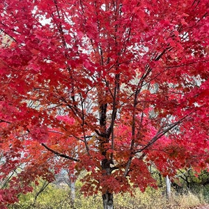May include: A vibrant red maple tree with lush foliage in full autumn colour. The leaves are a deep crimson red, creating a striking contrast against the green background.