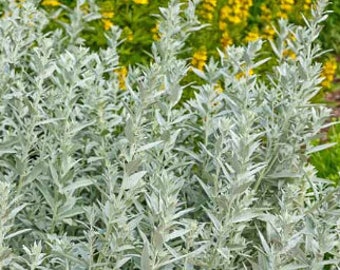 Prairie Sage Seeds (Artemisia ludoviciana) - Wild Native - Perennial Seeds - Hardiness Zone 3 - 200+ Seeds