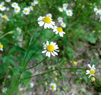 ジャーマンカモミール（Matricaria chamomilla、ワイルドカモミール