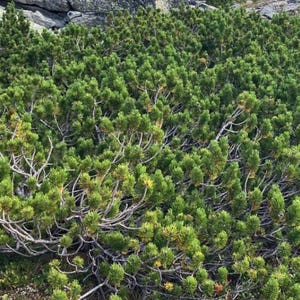 Op de afbeelding: Een dichte cluster van groene dennenbomen met naaldachtige bladeren en lichtbruine takken. Het groenblijvende gebladerte creëert een gestructureerd, natuurlijk patroon. Rotsen zijn zichtbaar op de achtergrond.