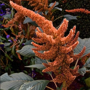 Puede incluir: Primer plano de flores de amaranto de color rojo anaranjado con una apariencia texturizada y puntiaguda. Las flores están rodeadas de hojas grandes de color verde grisáceo. El fondo presenta otras plantas con flores moradas y follaje verde oscuro.