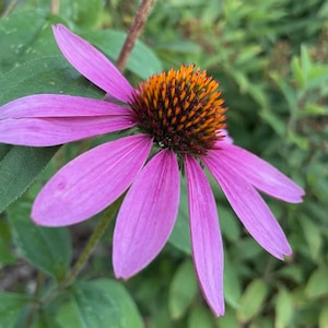 Echinacea Seeds, Purple Coneflower (Echinacea purpurea) - Perennial Flower - Medicinal Plant - Zone 3 - 40+ Seeds