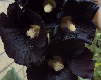 Peut inclure: Gros plan sur des fleurs de guimauve noires avec des centres blancs. Les fleurs sont mouillées de gouttelettes d'eau.
