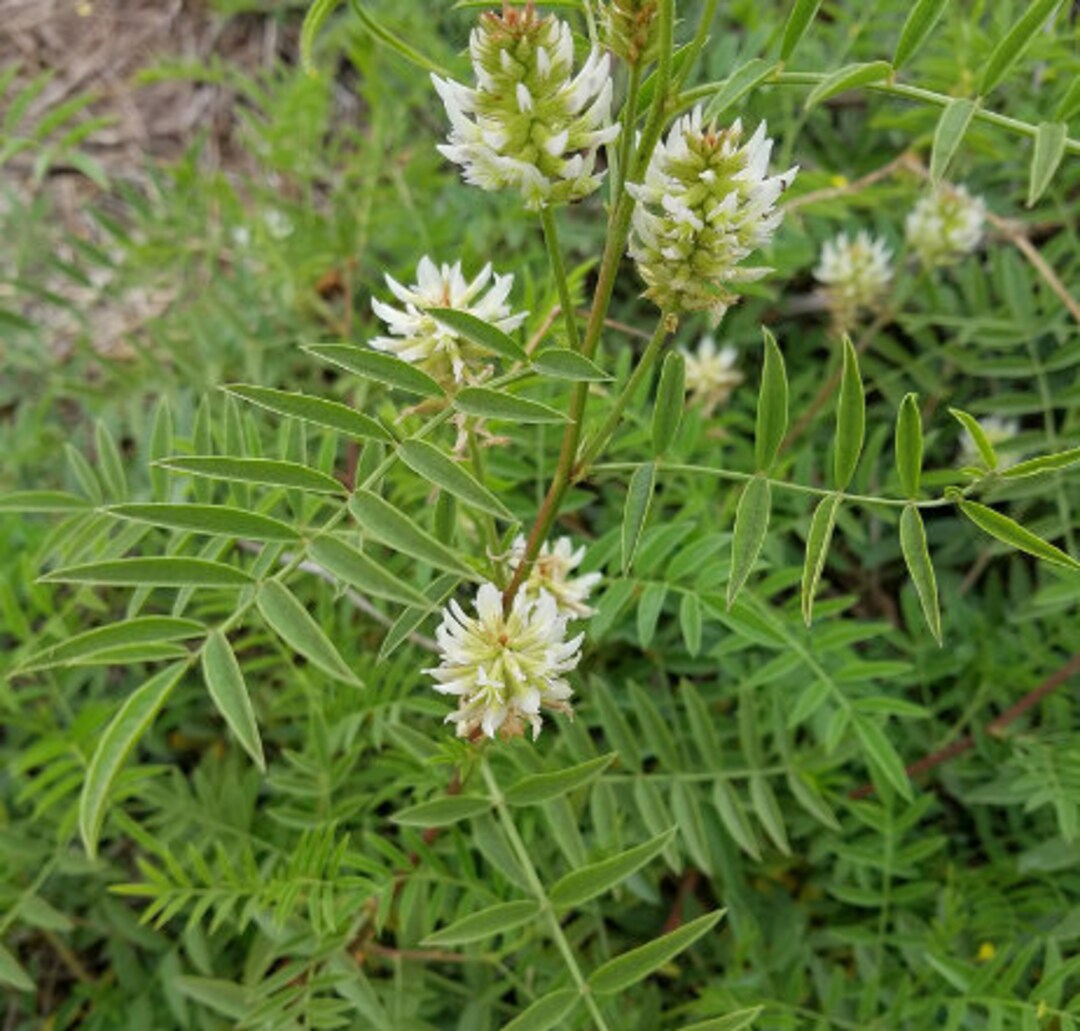 Wild Licorice Seeds glycyrrhiza Lepidota Zone 3 Etsy