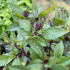 Persian Basil Seeds (Ocimum basilicum 'Persian') - 100+ Seeds