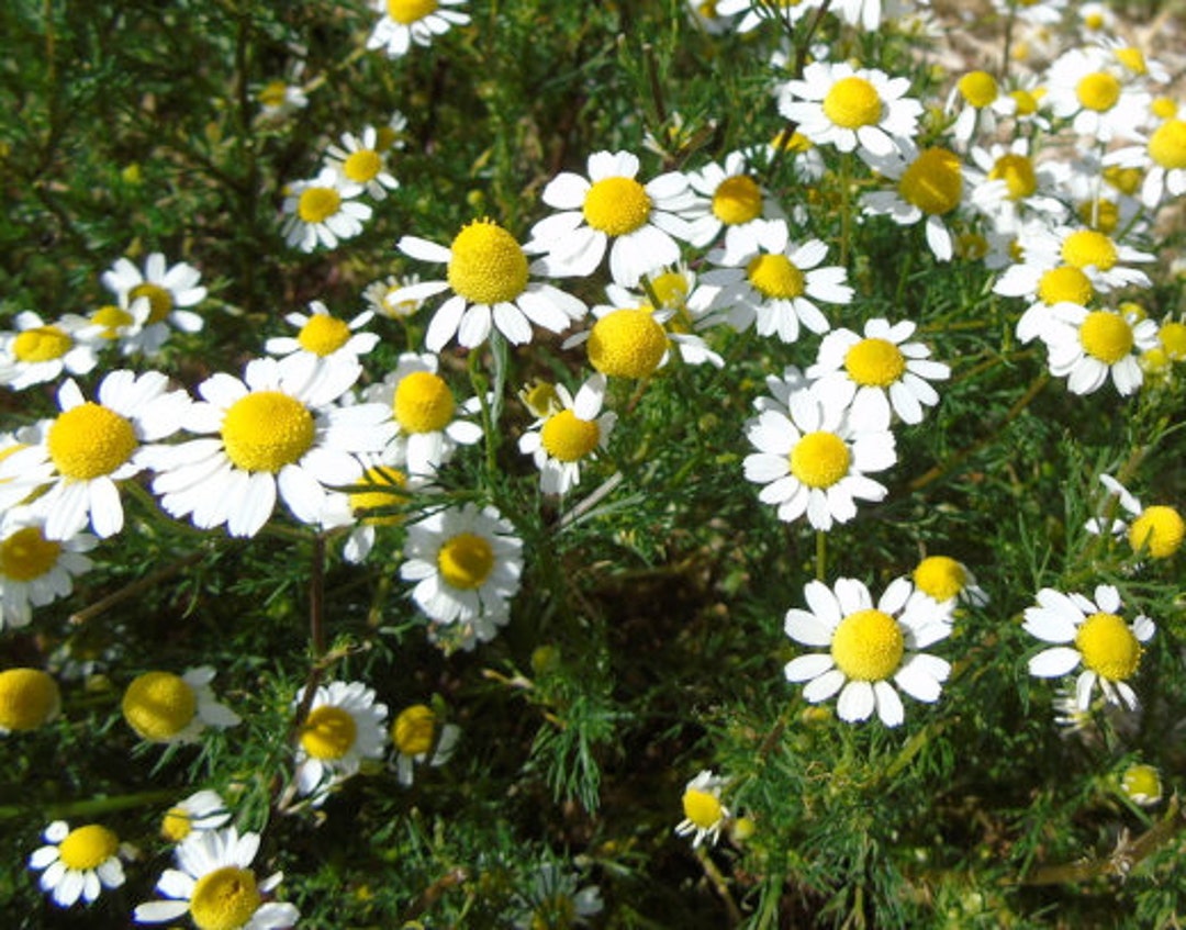 ジャーマンカモミール（Matricaria chamomilla、ワイルドカモミール