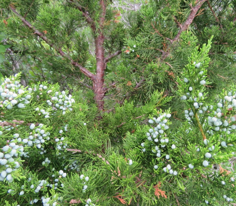 Eastern Red Cedar Juniperus virginiana, Aromatic Cedar Tree Seeds 100 Seeds image 4