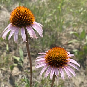 Narrow-leaved Echinacea, Narrow-leaved Purple Coneflower (Echinacea angustifolia) - Native Perennial Flower - 40+ Seeds