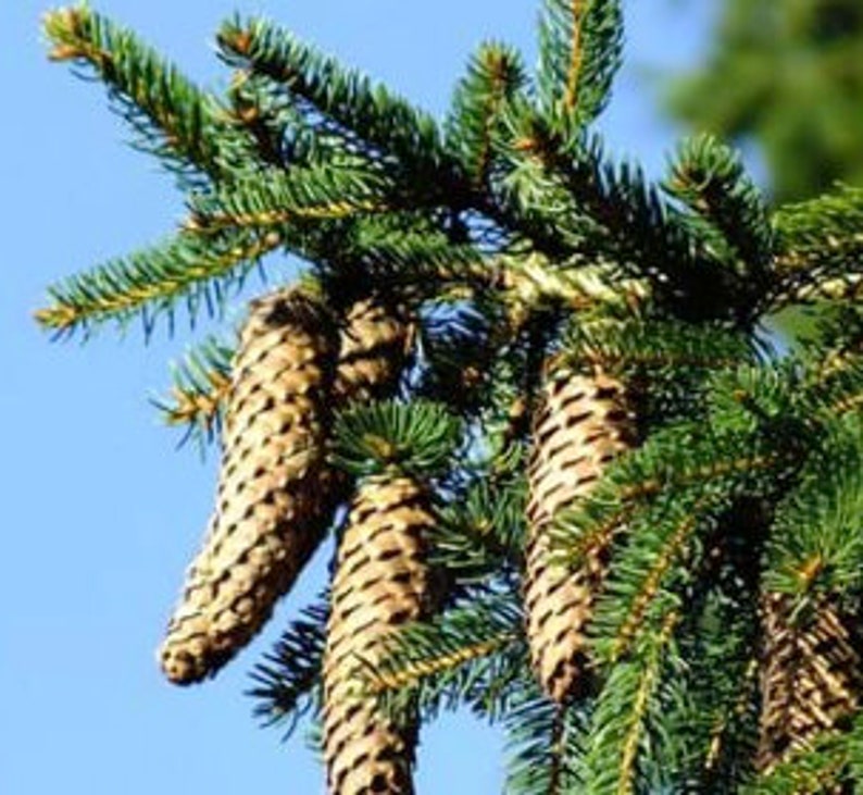 Norway Spruce Seeds picea Abies Zone 3 40 Seeds Etsy