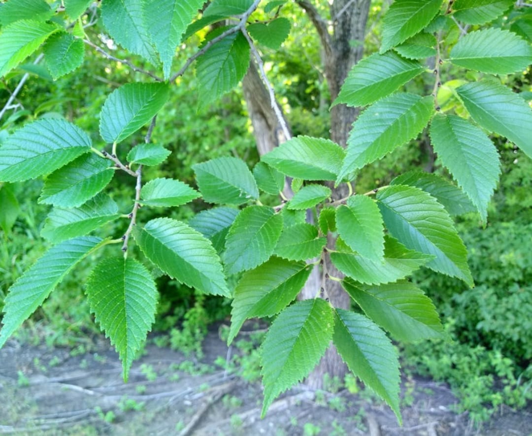 Siberian Elm Seeds ulmus Pumila Tree Seeds Hardiness Etsy