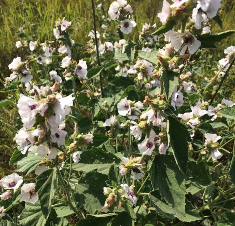 Marshmallow Seeds althaea Officinalis, Common Marshmallow Perennial