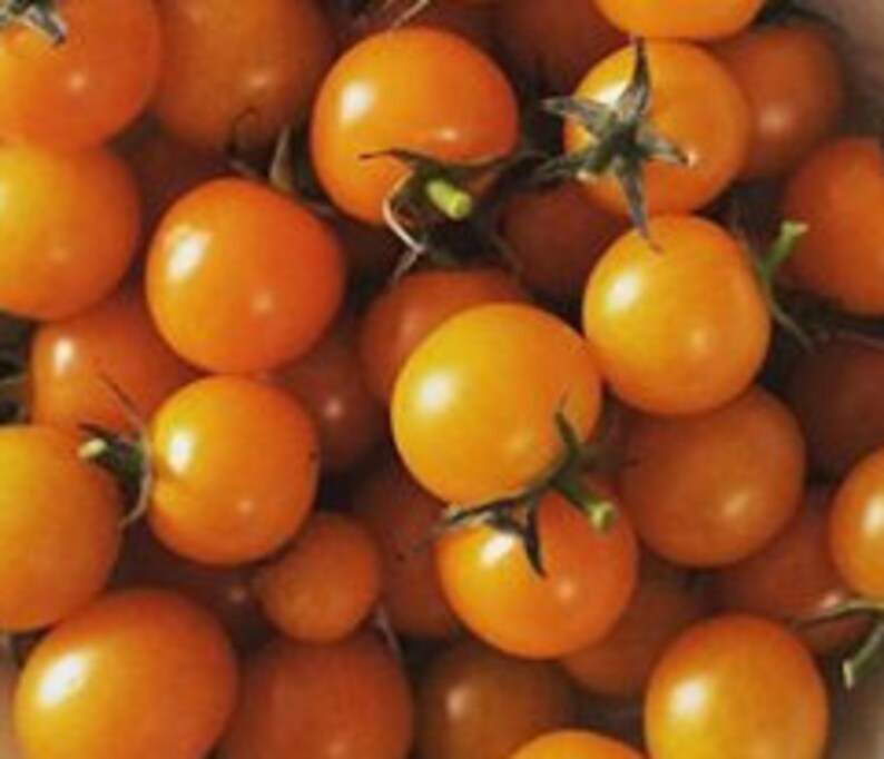 Sun Sugar Tomato Seeds Cherry Tomato Open Pollinated Etsy Canada