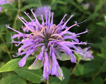 Wild Bergamot Seeds (Monarda fistulosa, Bee Balm) - Perennial - Zone 3 - 250+ Seeds