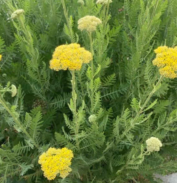 thumbnail image 2 of GoldenYarrow FernLeaf Yarrow Seeds – 300 Fresh 2025 Seeds – Achillea Filipendulina 2 of 4