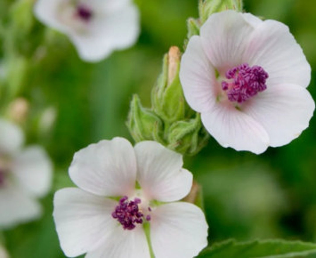 Marshmallow Seeds althaea Officinalis, Common Marshmallow Perennial