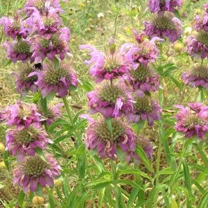 Lemon Bergamot, Lemon Beebalm Seeds (Monarda citriodora) - Native Wildflower - 300+ seeds