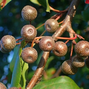 Semillas de pera Callery (Pyrus calleryana) - Zona 4-5 - 30+ semillas