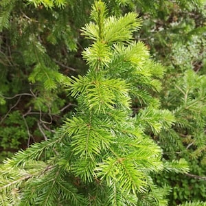 May include: Close-up of a green fir tree branch with soft, needle-like leaves. The branch is part of a larger tree, with other branches visible in the background.