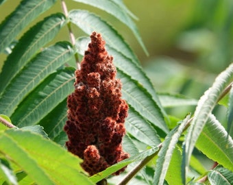 Hjorthornssumakfrön (Rhus typhina) - Zon 3-4 - 50+ frön