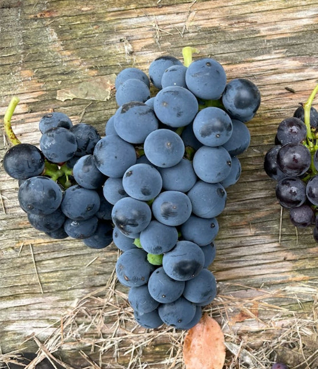 Valiant Grape Seeds vitis Riparia X Fredonia Cold Hardy Etsy