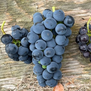 Valiant Grape Seeds (Vitis riparia x Fredonia) - winterharde tafeldruif - zone 3 - 30+ zaden