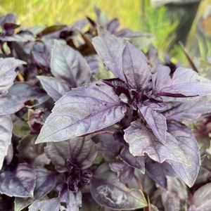 Dark Opal Basil Seeds (Ocimum basilicum 'Dark Opal') - 100+ Seeds