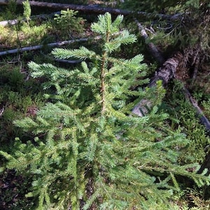 May include: A young evergreen tree with vibrant green needles, standing tall in a forest setting. The tree's branches are full, and the sunlight filters through the surrounding trees and foliage. The scene is a natural, outdoor environment.