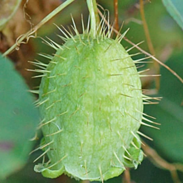 Wild Cucumber Seeds - Zone 3 - (Echinocystis lobata) - Native Annual - Ornamental - 15+ Seeds