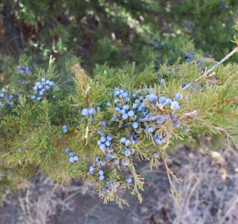 Eastern Red Cedar Juniperus virginiana, Aromatic Cedar Tree Seeds 100 Seeds image 7