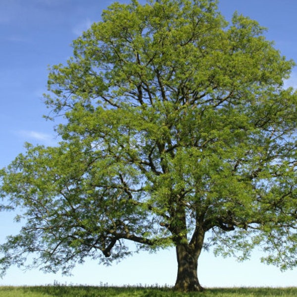 Grüne Aschesamen (Fraxinus pennsylvanica) - Baumsamen - Hardiness Zone 3 - 100+ Samen