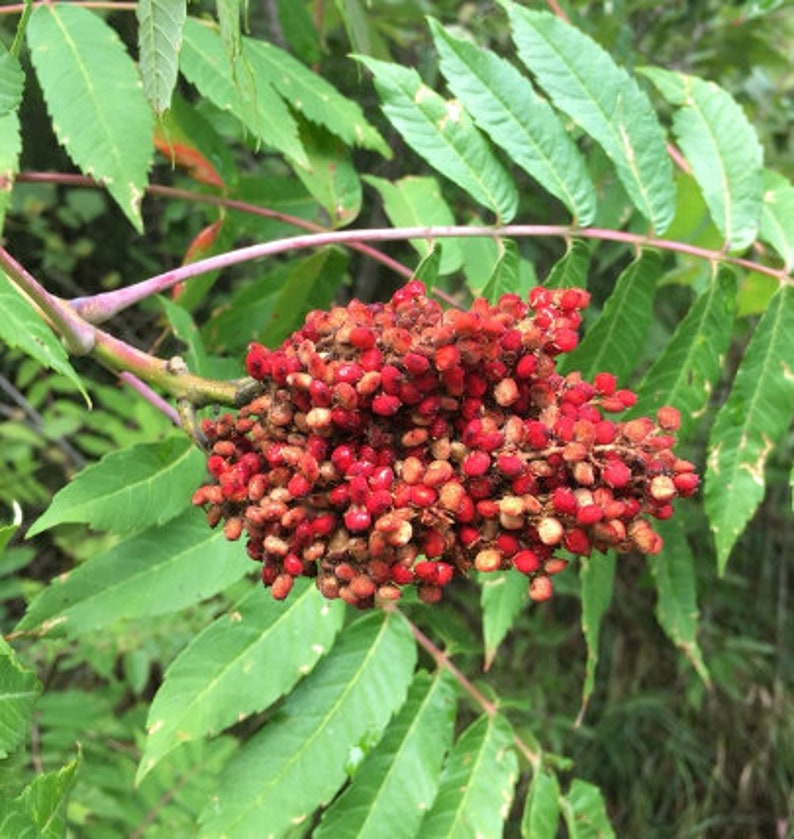 Smooth Sumac Seeds rhus Glabra Flowering Tree Ornamental Etsy